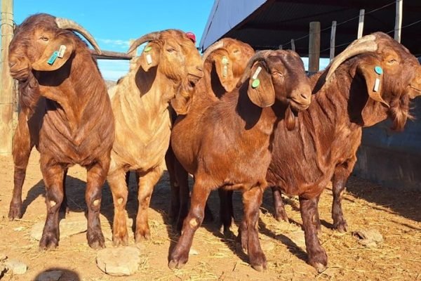 195bea6e-d67e-48fc-83e1-397f618f2a24