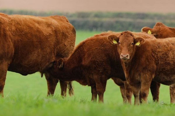 20240222093631-exeter-board-2-12186-2815