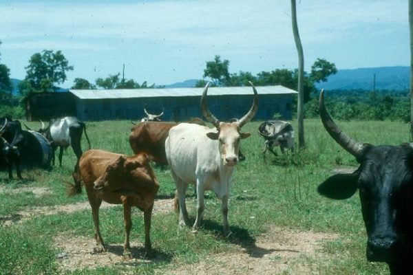 29752835326_a3cbf3ebb3_z