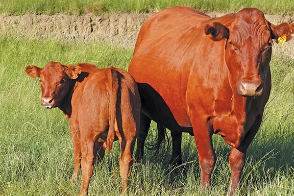 Bonsmara-cow-and-calf
