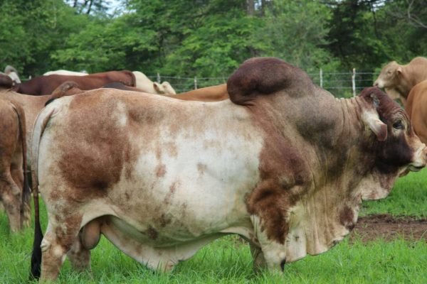 Gamamwe-Photo-Resized-for-Web-Body-Boran-1-1200x720-c-default