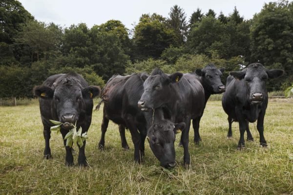 small-herd-of-dexter-cattle-on-a-pasture-country-smallholdingengland